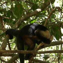 Auf Insektenjagd im alten Holz🐒
