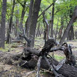 Naturbelassene Wälder