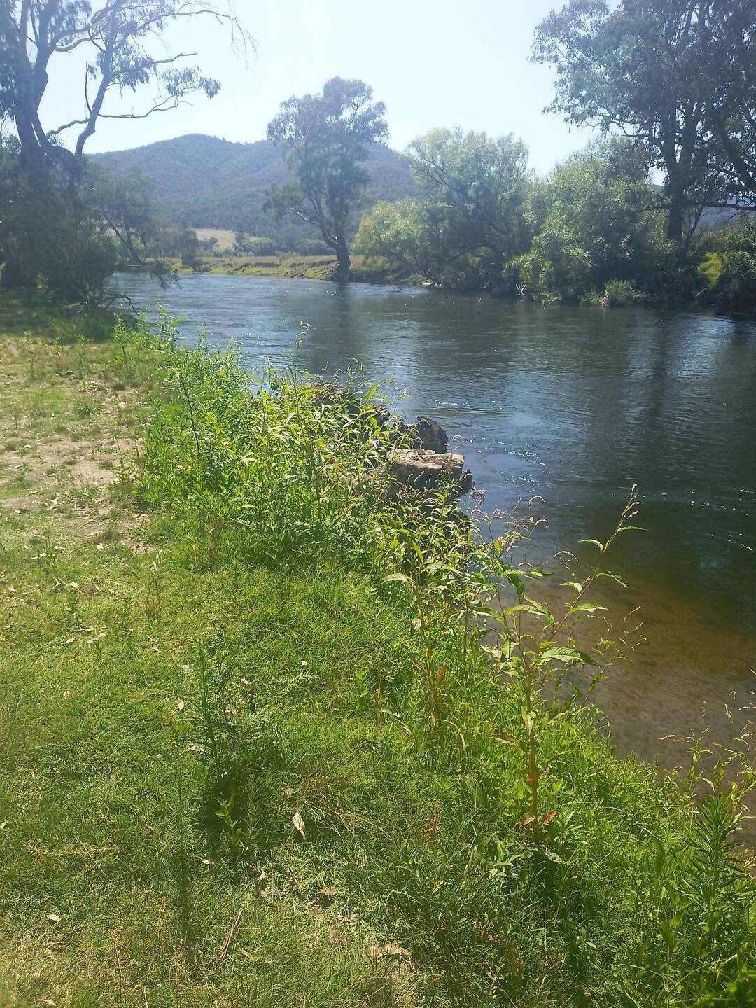 Mitta Mitta River