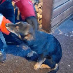 A young husky who wouldn't stay still