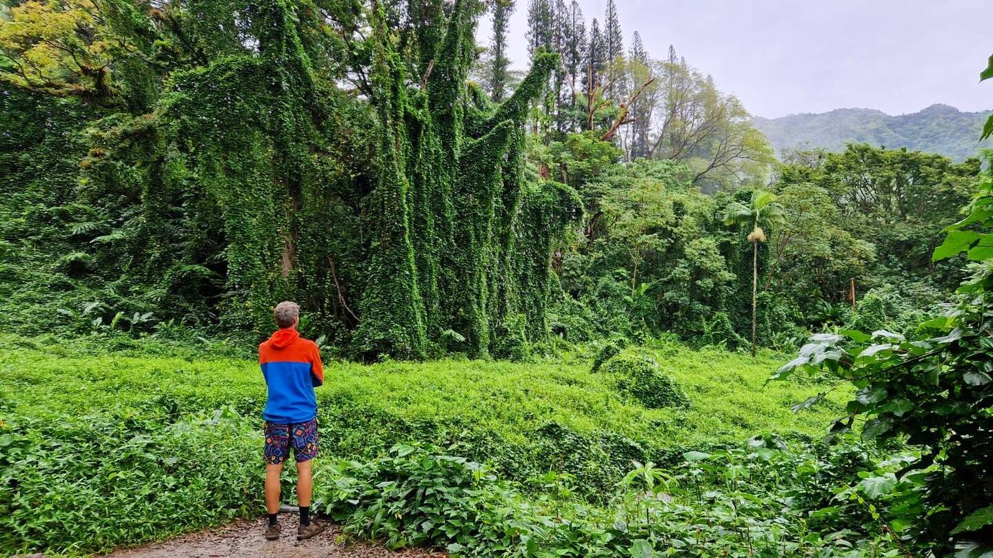 Hoffentlich wird Wolf nicht auch gleich im Grün verschlungen!