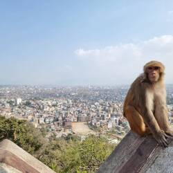 Affe auf Mauer vor Stadt
