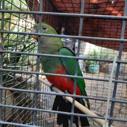 Der Arme ist leider gegen die Scheibe gedonnert.