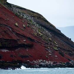 Another chinstrap colony ... Deception Island — South Shetland Islands, Antarctica.