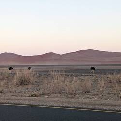 Some wild ostriches along the way.