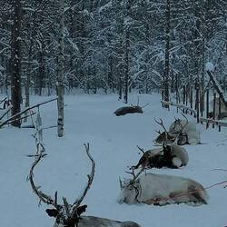 Rentiere in Reih und Glied