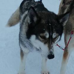 Chili - ein Auge blau, das andere braun