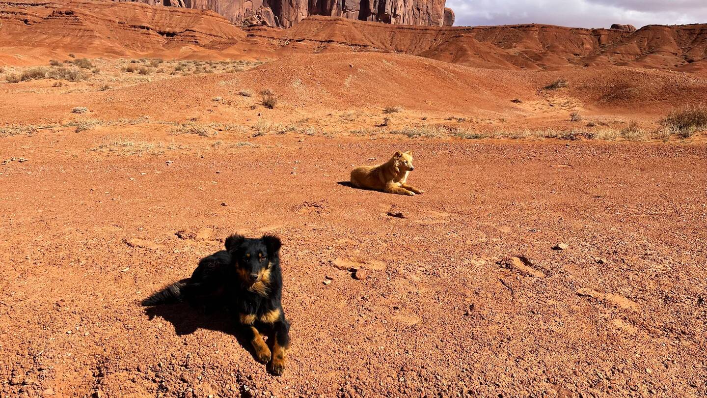 A couple of puppies waiting on their owners