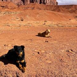 A couple of puppies waiting on their owners