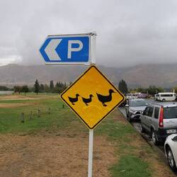 Ein ❤️ für Enten