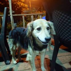 Der Dreadlockhund aus Puerto Narino