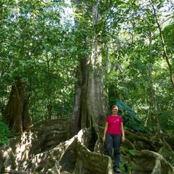 Eindrückliche Feigenbäume