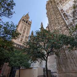 Outside of the Cathedral and bitter Orange trees