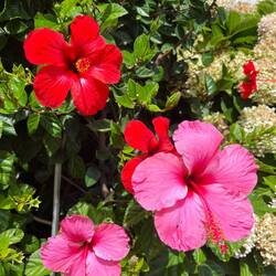 Beautiful hibiscus