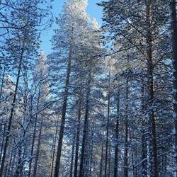 Im Winterwunderwald