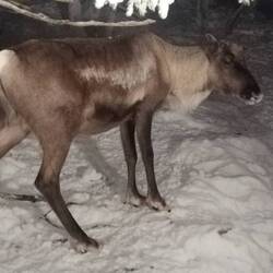 Auch hier gibt es Rentiere.