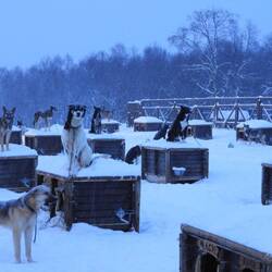 Huskies on top of their kennels