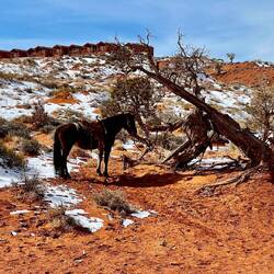 Winton's horse with the cabins in the background