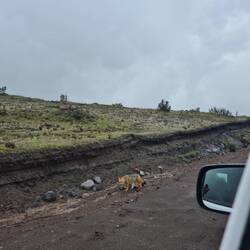 Wilder Fuchs🦊🦊