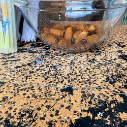 Ist wohl eine Delikatesse aber auch die Kolumbianer schütteln sich(wohl auch eine Besonderheit)