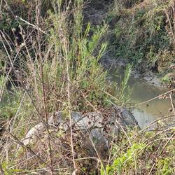 Hast sich dann direkt neben uns in der Böschung versteckt