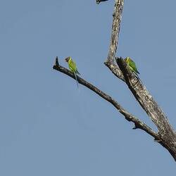 Pflaumenkopfsittich (Weibchen)