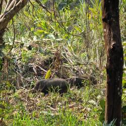 Pumba hat es auch geschafft, nur Timon hatte anscheinend kein Visum bekommen