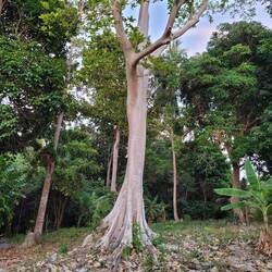 Just above the beach. I love these trees! Kapok (Ceiba Pentandra) trees get huge.