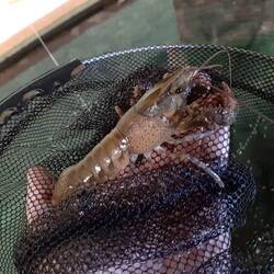 Krebse fangen im National Kiwi Center