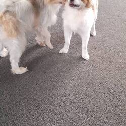 The little shiters of aunte Maureen