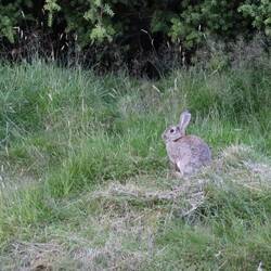 Auf der Campsite sagen sich Hase und Hase gute Nacht