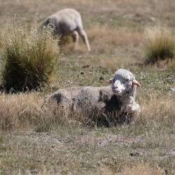 Die locals bleiben reichlich unbeeindruckt