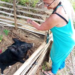 Ein Schwein namens Blacky