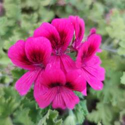 Pelargonie