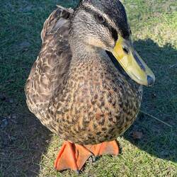 Jeder Platz bekommt seine eigene Ente (und Karnickel hocken hier auch wieder rum)