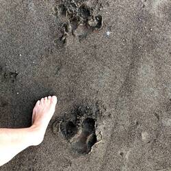 Tapirspuren am Strand