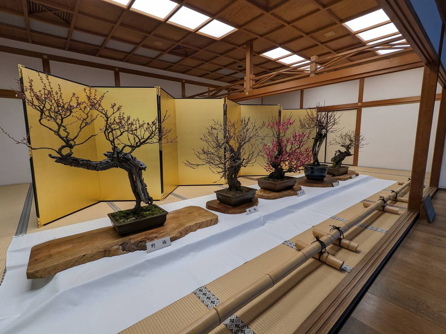 Exhibition de bonsaï