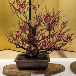 Début de la floraison