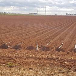Kartoffeln mit Wasserschläuchen