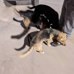 Die tun nix, die wollen nur kuscheln.