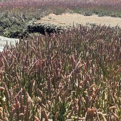 A forest of algae.