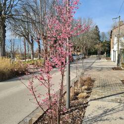 Ein Hauch von Frühling