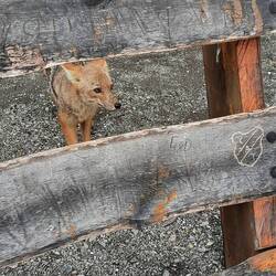E Fuchs het üsi Zmittagpouse gstört...😱😍😊