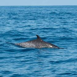 Je mehr Punkte die Delfine haben, desto älter sind sie, die Pantropical spotted Dolphins 🐬