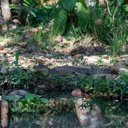 Junger Kaiman am Fluss 🐊