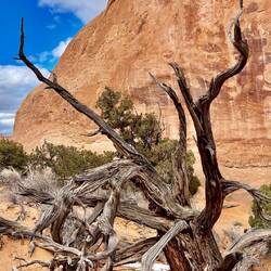 Love a bit of dead wood to make a photo pop