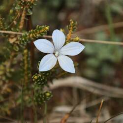 Alles andere ist ausgeblüht, aber ein wenig was findet man doch noch😊