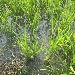 Auf dem Weg zu den Reisterrassen - so grün hatte ich es auch da erwartet 😂