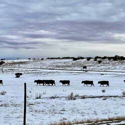 Instead of ducks in a row, cows in a row