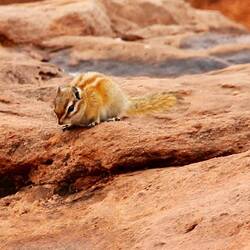 Hopi Chipmunk
